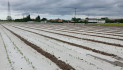 Neve di maggio? No, è grandine su campi di mais e vigneti