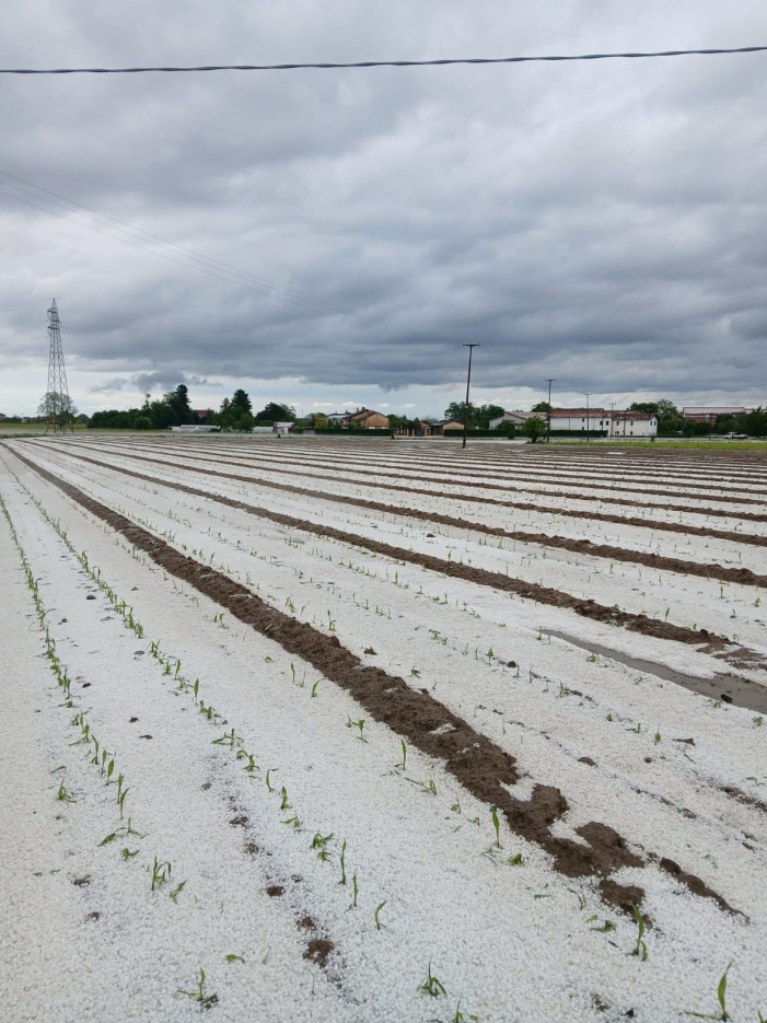 Neve di maggio? No, è grandine su campi di mais e vigneti