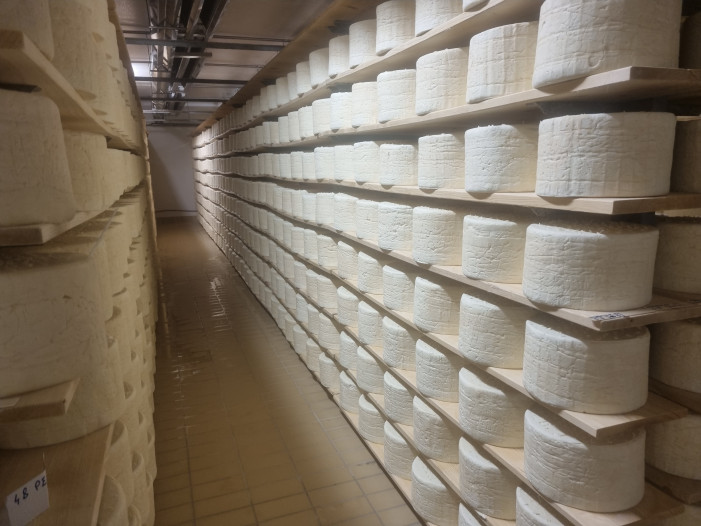 Nel regno del Gorgonzola (video)
