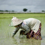 rice-to-love