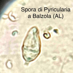 Pyricularia1