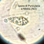Pyricularia2