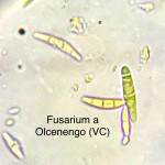 Pyricularia3