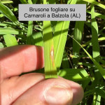 brusone foliare1