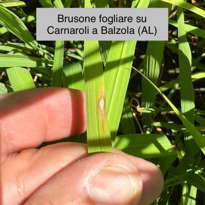 Attacchi di Pyricularia, rischio medio-basso