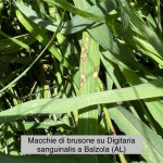 brusone foliare2