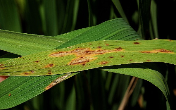Freddo notturno e vento tengono a bada il “brusone”