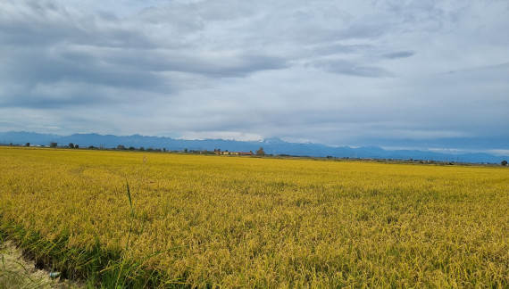 Un miliardo per il mondo agricolo con ColtivaItalia