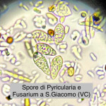 pyricularia1