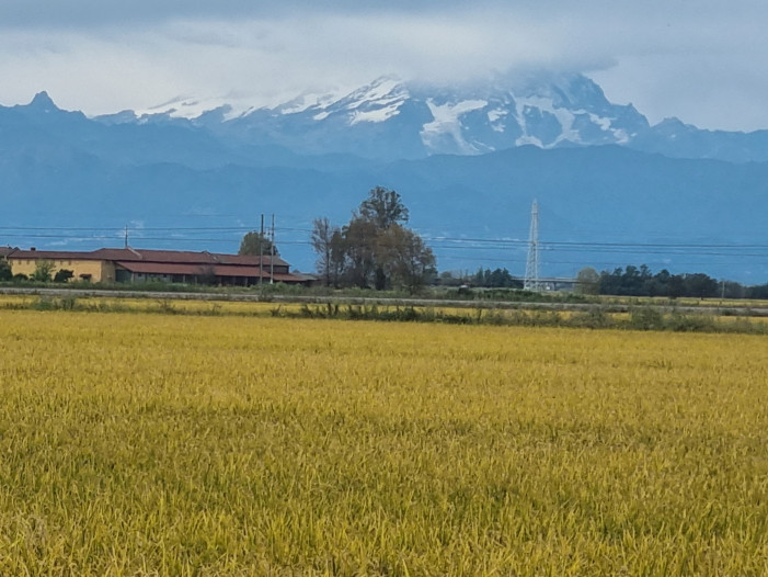 Risicoltori in trincea, Ente Risi chiama a raccolta la filiera