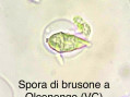 Brusone, esposte le varietà più sensibili