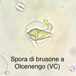 spora olcenengo