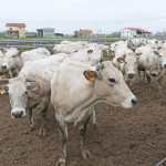 AllevamentoPiemontese