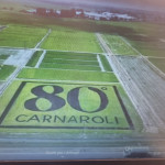 risegno carnaroli luglio
