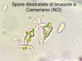 Brusone ai minimi, il grande caldo disidrata le spore
