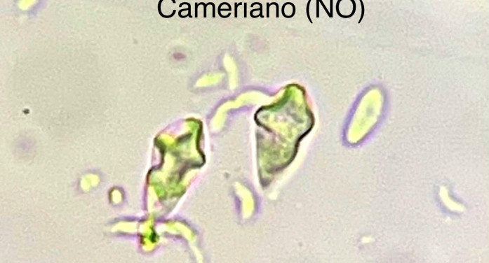 Brusone ai minimi, il grande caldo disidrata le spore Brusone ai minimi, il grande caldo disidrata le spore