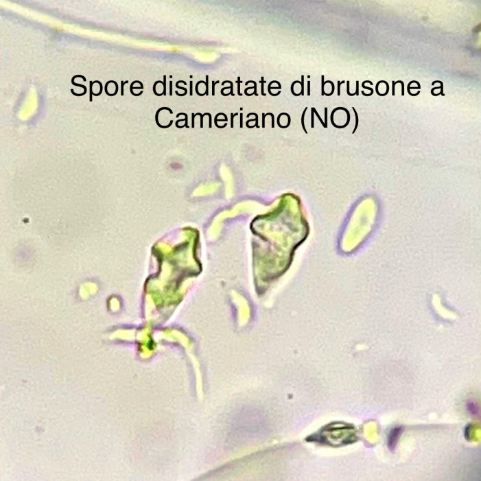 Brusone ai minimi, il grande caldo disidrata le spore