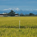 risò riso e montagna