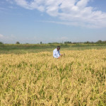 slow rice