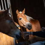 Fieracavalli2025_Veronafiere_EnneviFoto-6980