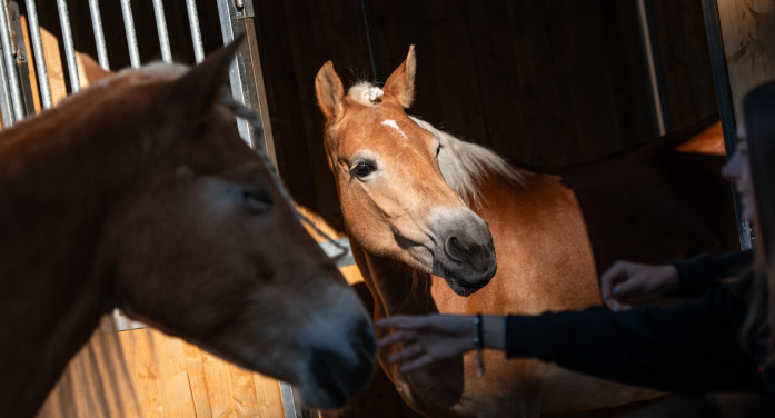 A Verona la carica di 2200 cavalli