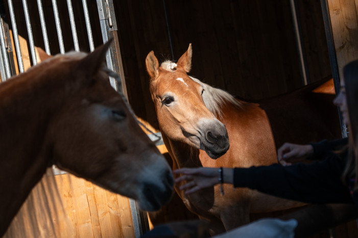 A Verona la carica di 2200 cavalli