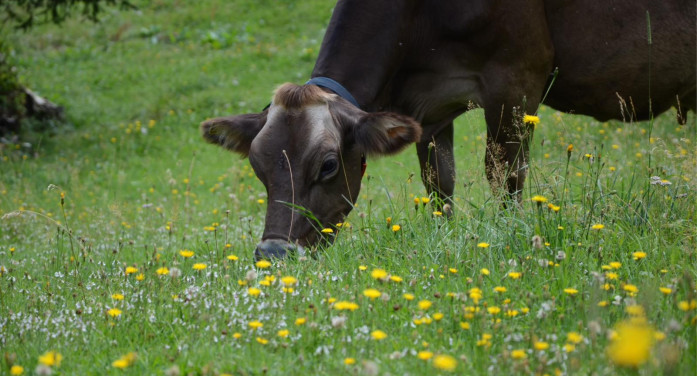 Allevatori contro Diario Amico nelle scuole: “Non siamo ladri”