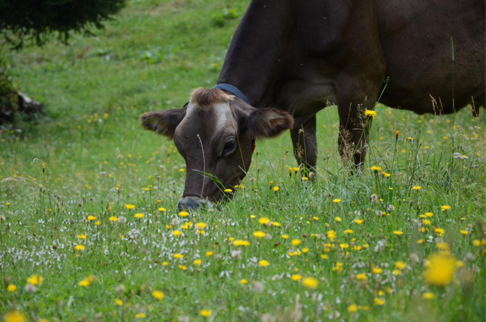 Allevatori contro Diario Amico nelle scuole: “Non siamo ladri” Allevatori contro Diario Amico nelle scuole: “Non siamo ladri”