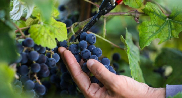 Nel tempio dell’uva fragola (o americana)