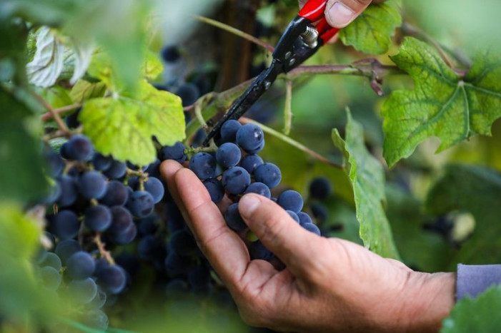 Nel tempio dell’uva fragola (o americana) Nel tempio dell’uva fragola (o americana)