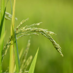 Confagricoltura Vercelli