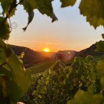 bando-citta-del-vino