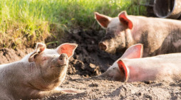 Tre milioni per allevamenti suini in Piemonte