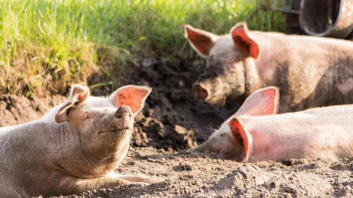 Tre milioni per allevamenti suini in Piemonte