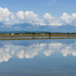 risaia che si specchia