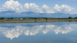 Il mondo del riso ricorda Perucca