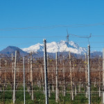 vigneti e monterosa