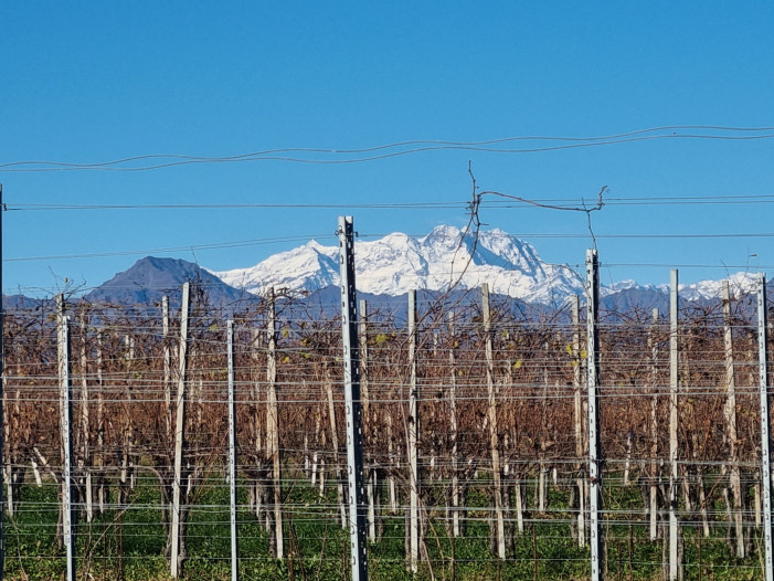 Vigneti Piemonte, 6,2 milioni per migliorare la qualità