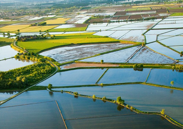 Il “Contratto di zona umida” valorizza la risaia vercellese