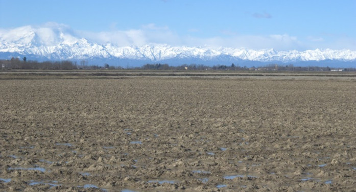 Contaminanti sotto controllo, non per il riso straniero