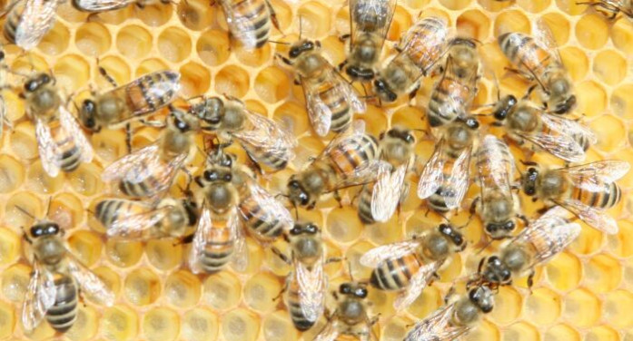 “Uniti per salvare le api”