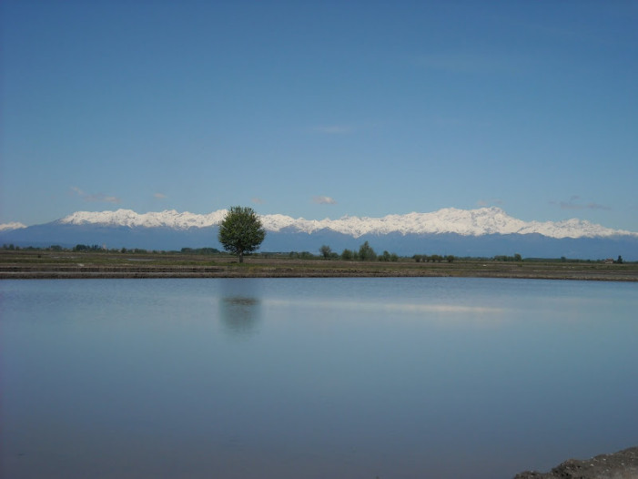 “La storia del riso europeo rischia di essere cancellata”