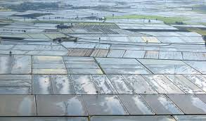 Il futuro del riso nelle mani del Parlamento europeo