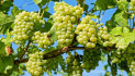 Ricerca, innovazione, promozione: la sfida del Piemonte a Vinitaly
