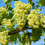 uva_moscato_interno