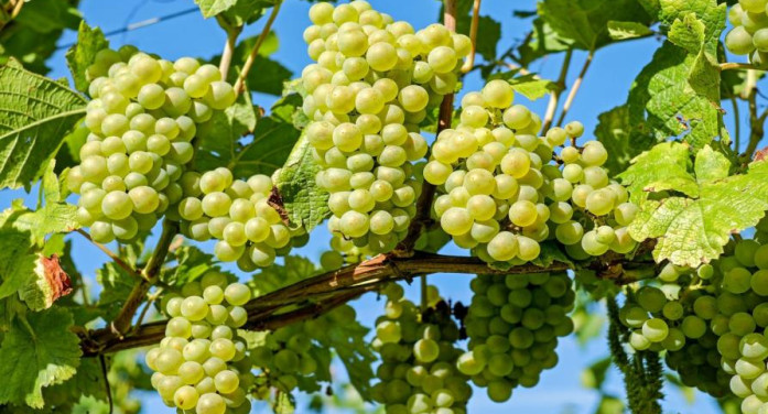 Ricerca, innovazione, promozione: la sfida del Piemonte a Vinitaly