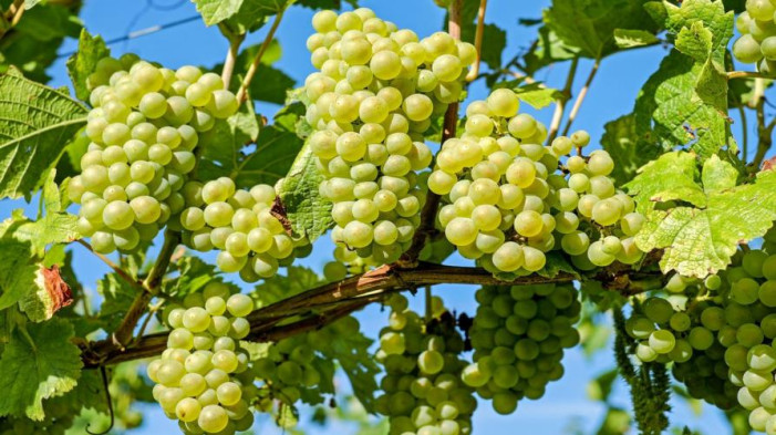 Ricerca, innovazione, promozione: la sfida del Piemonte a Vinitaly