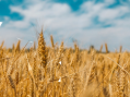 I giorni del grano, una preziosa memoria