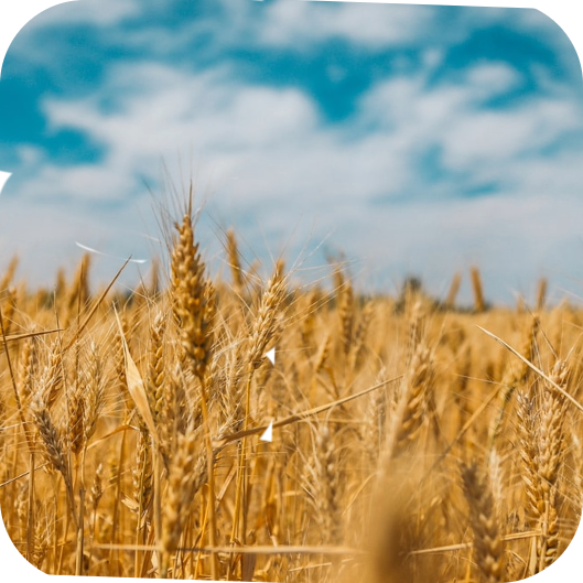 I giorni del grano, una preziosa memoria