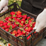 raccoglitori di fragole